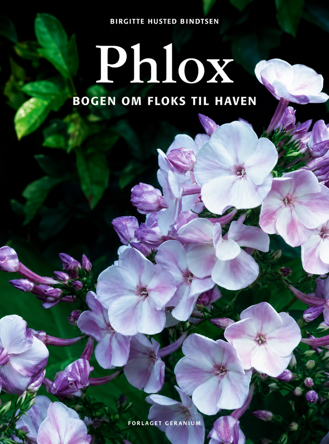 'Phlox' Bog